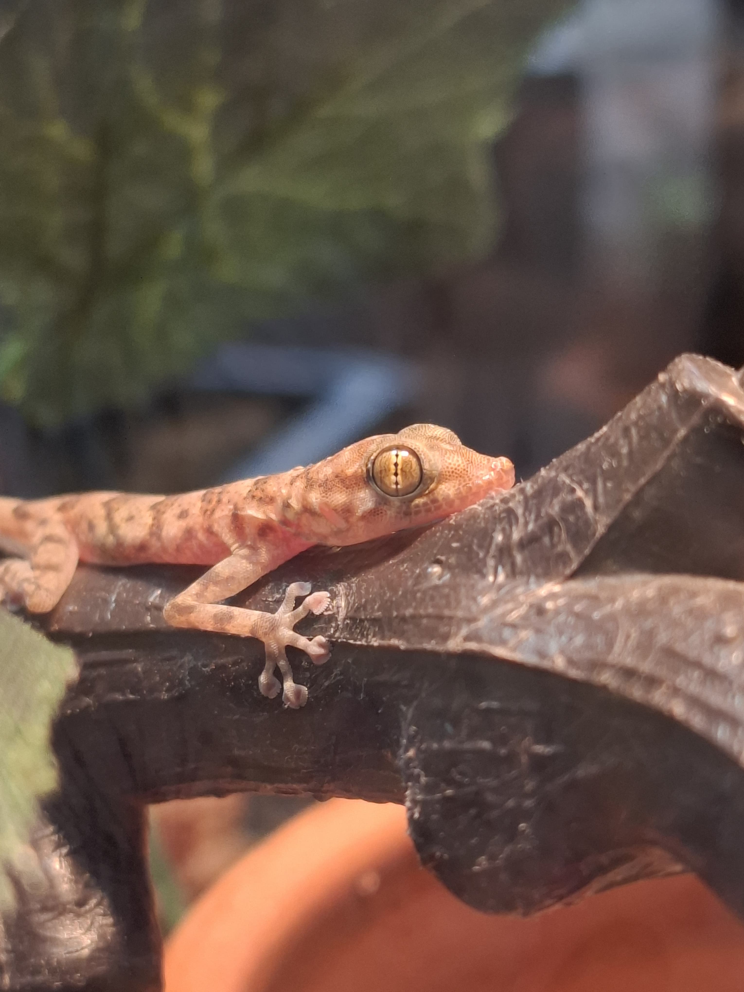 House Gecko: Mediterranean Gecko Habitat, Heating & Care