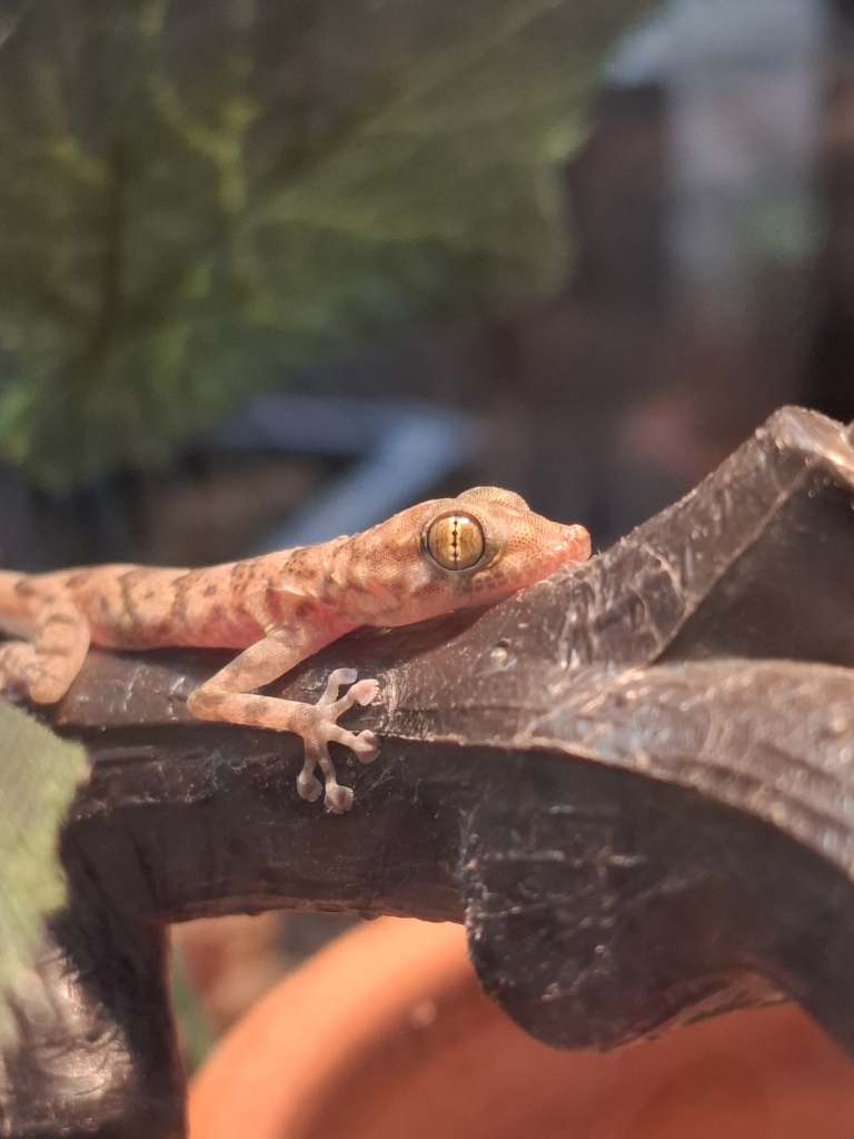 أبو بريص A small, pale pinkish-brown Mediterranean House Gecko with dark spots lies on a dark, textured branch or piece of decor, with its head slightly raised. Its large, gold-patterned eye is prominent. Blurred green leaves and an orange terracotta pot are visible in the background, suggesting an enclosure under heating/UVB lamps.