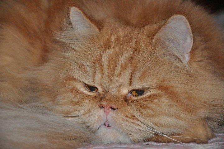 Cat purr. A close-up photograph of a long-haired, fluffy orange Persian cat named Kooki. The cat is lying down with its head resting on a surface, looking directly at the camera with a heavy-lidded, slightly grumpy or sleepy expression. Its face is flat (a 'moon face'), and its long whiskers and golden-amber eyes are prominent.