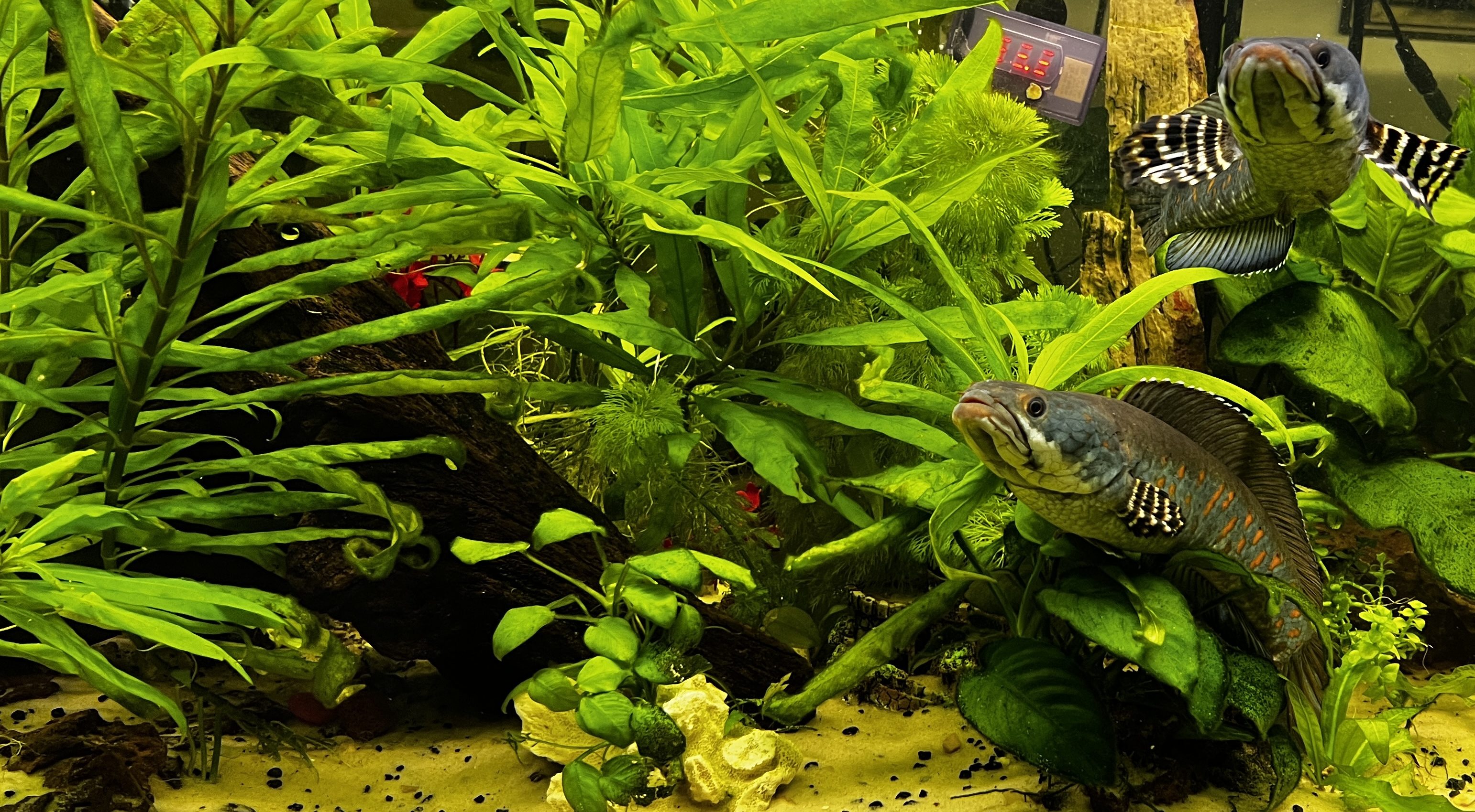 Amazon Sword Plants Guide: Setup, Lighting, and Care