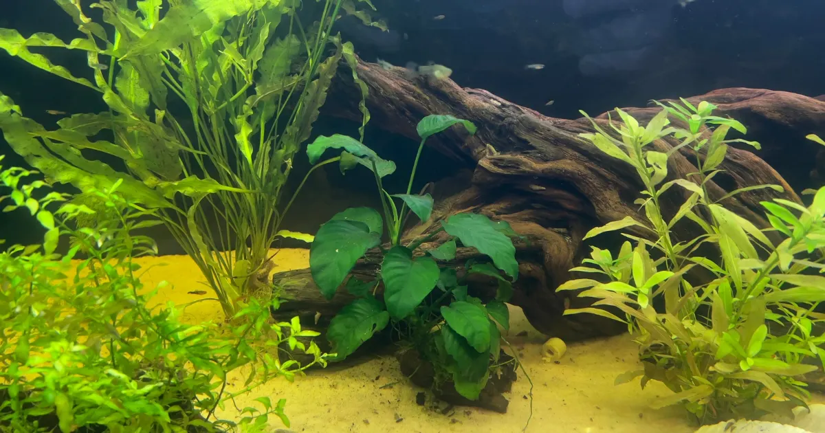 Anubias Care: Setup, Lighting, and Troubleshooting
