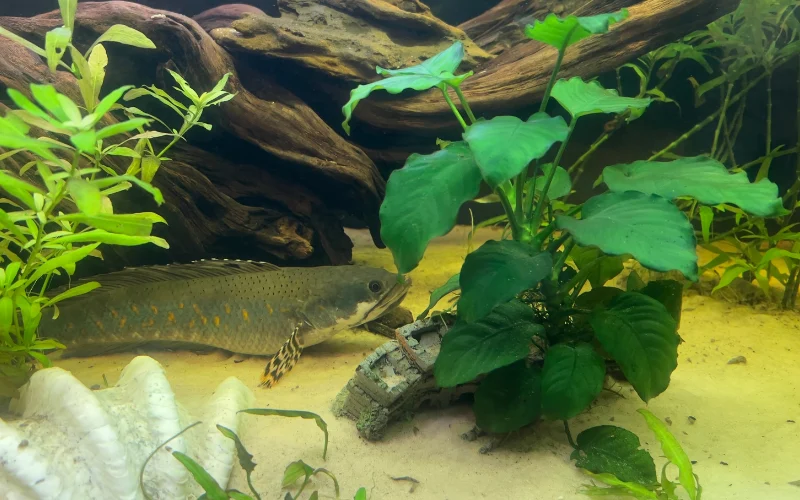 Anubias Aquatic Plant