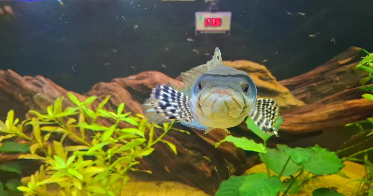 Aquarium Water Chemistry: Understanding GH and KH 