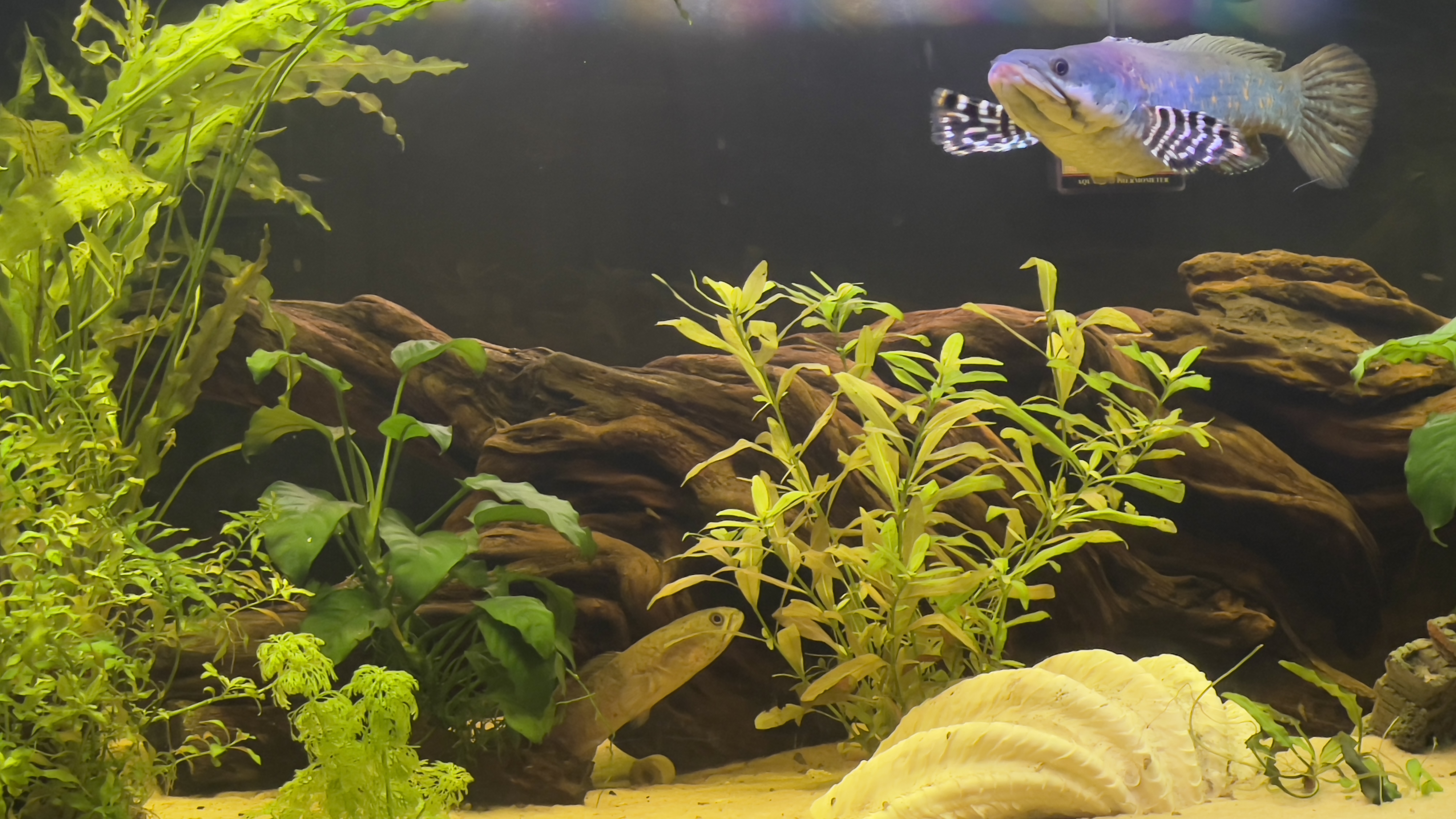 Aquascaping Guide: How to Create a Natural Aquarium