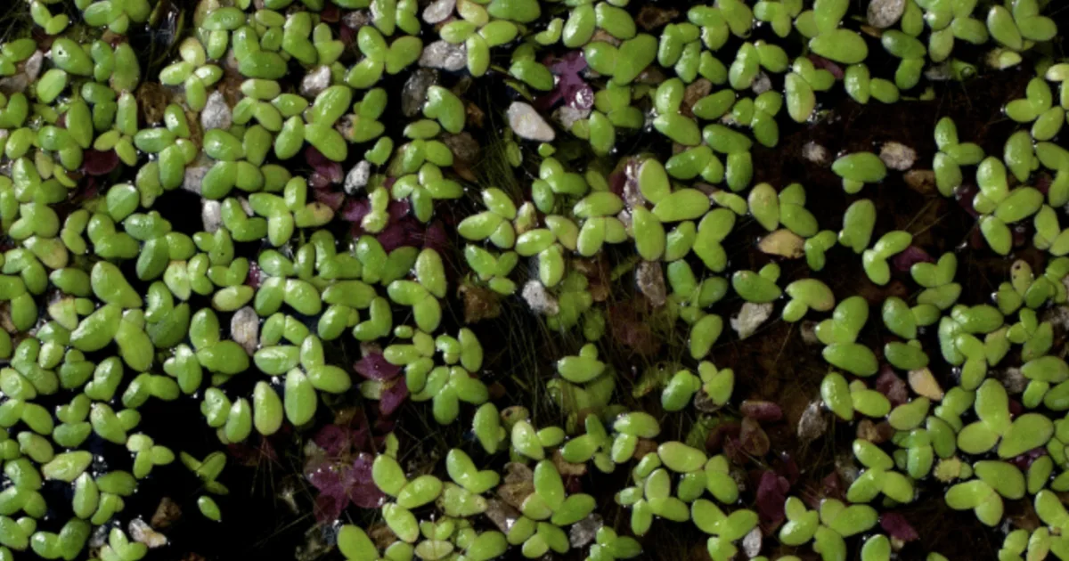 Duckweed Guide: How to Grow and Control It in Your Tank