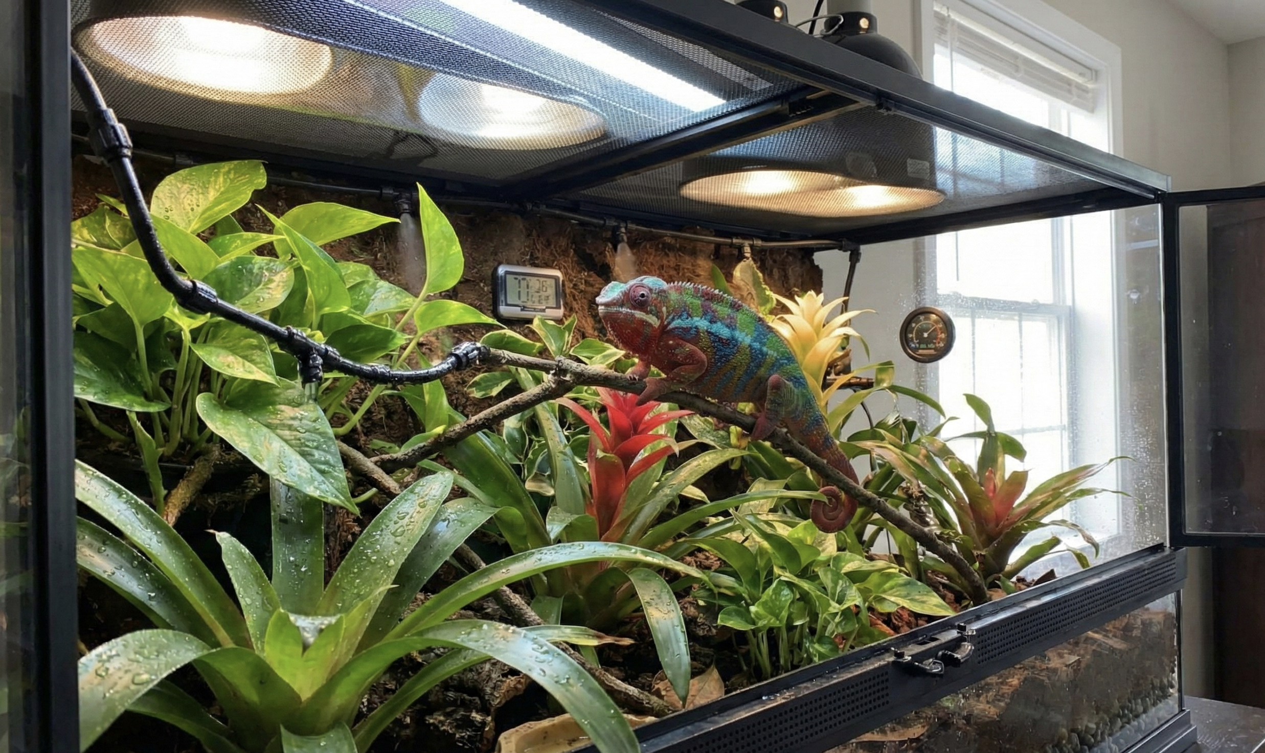 Panther Chameleons Care Guide: Tips for a Thriving Habitat