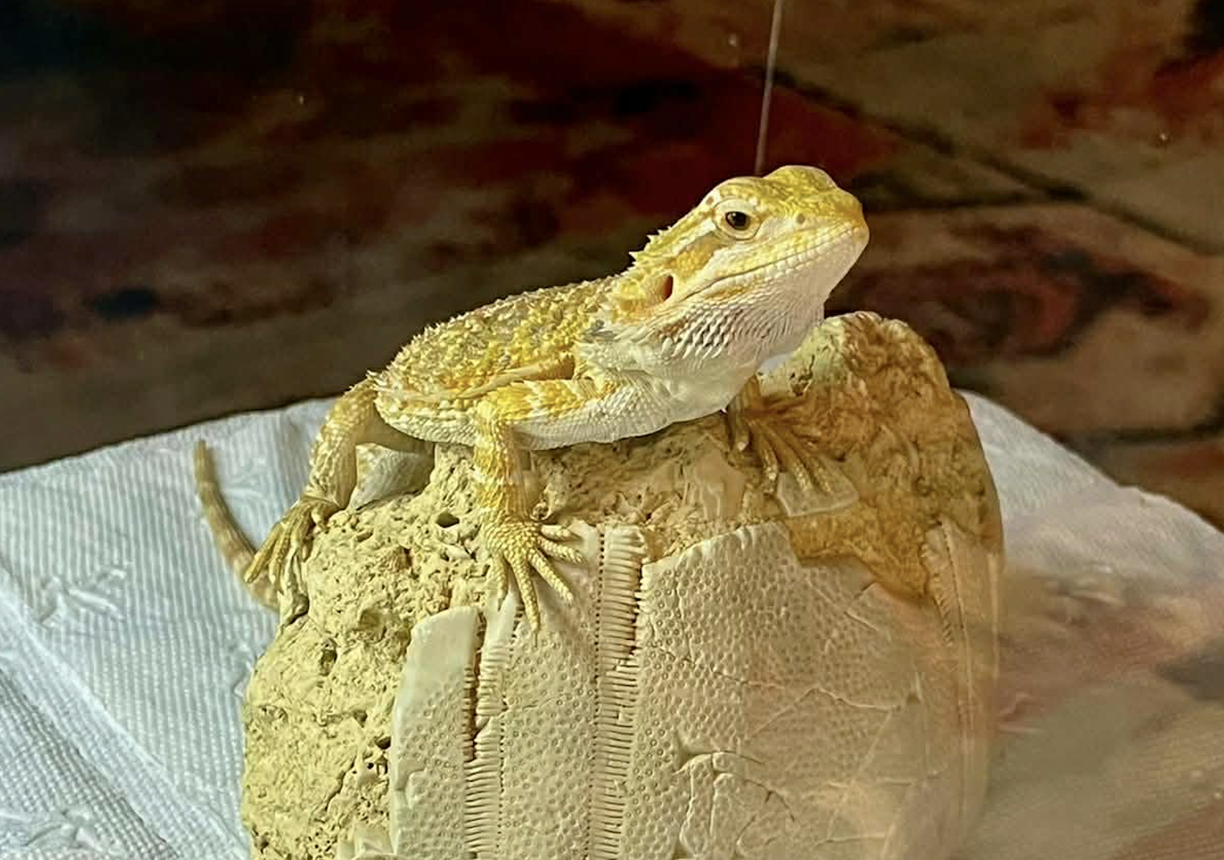 Bearded Dragon Setup: How to Create a Thriving Habitat