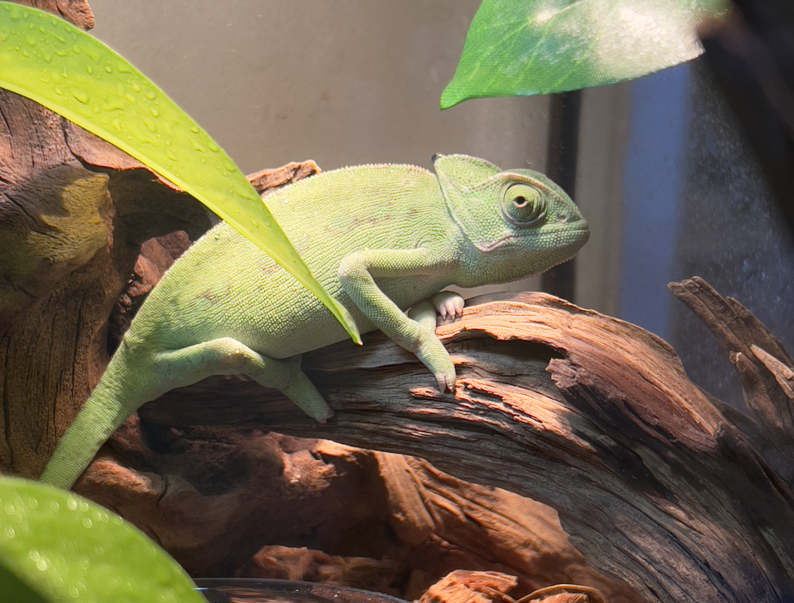 دليل الحرباء الشامل: لماذا تغير ألوانها؟ حقائق عن أسياد الوهم والتمويه