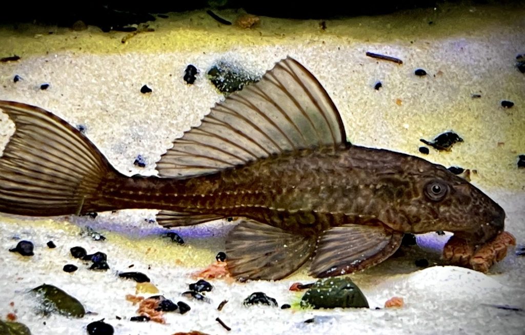 Bottom Dwellers. common pleco Catfish: More Than Just an Algae Eater