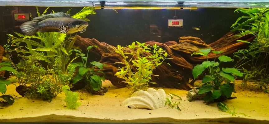 Driftwood in Aquariums: Types, Prep, and Aquascaping Tips