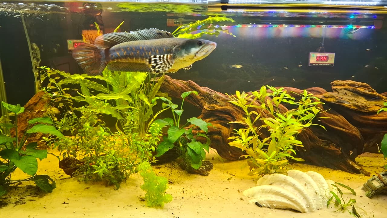 Aquarium Water Sources Guide: Tap, Well, and RO/DI Explained