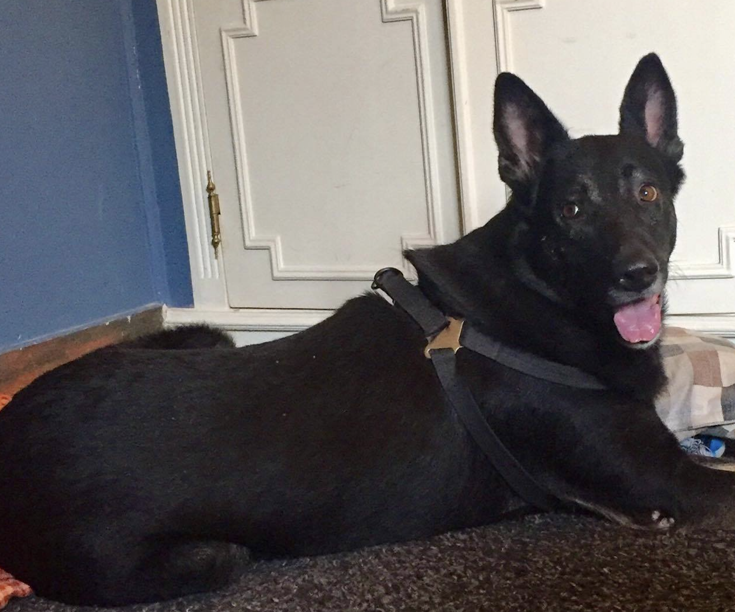 Dogs Guide: 20 Astonishing Facts About Canine Behavior & Genetics