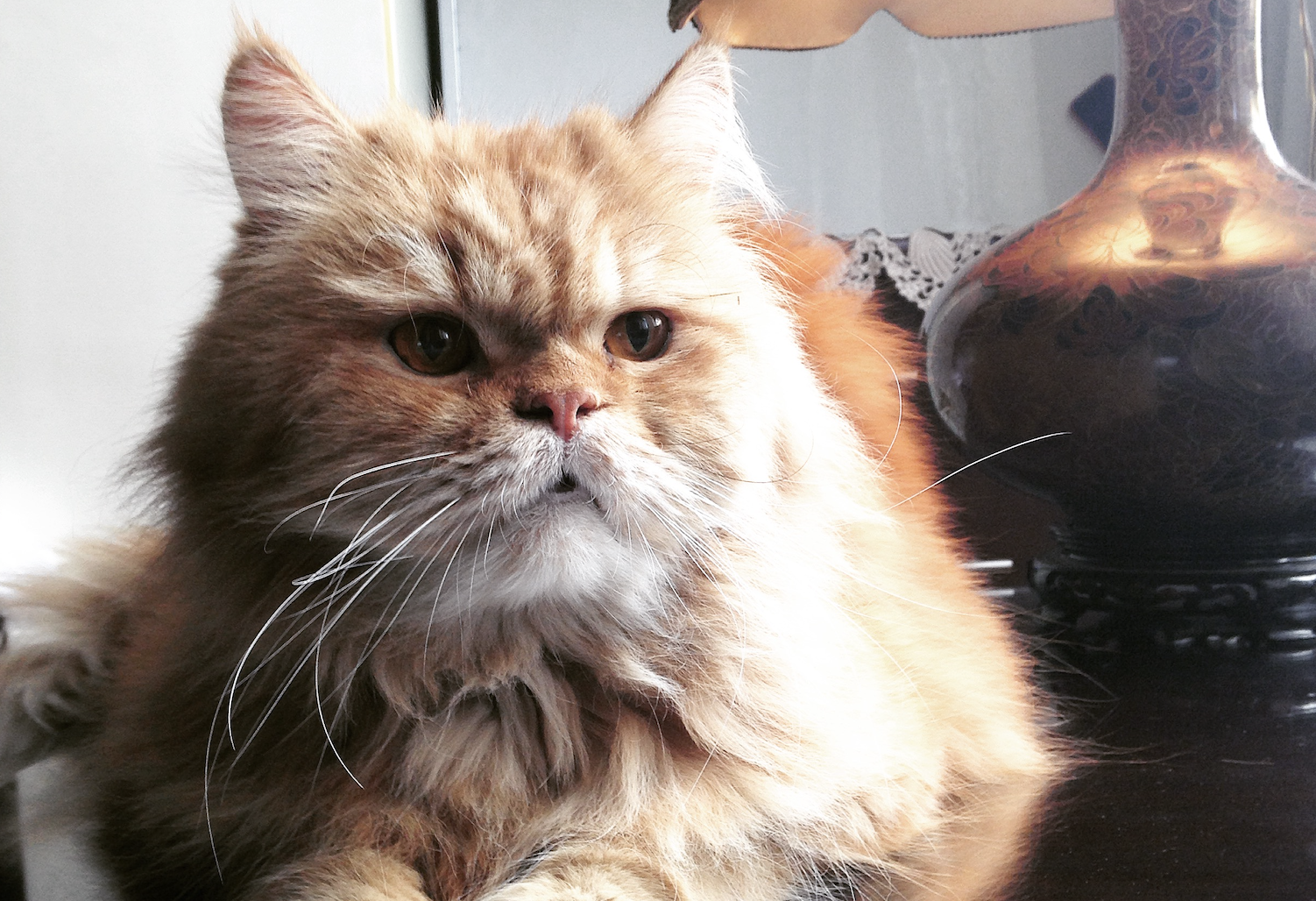 My First Rescue Cat: The Persian Lie & the Garbage Bin Survivor