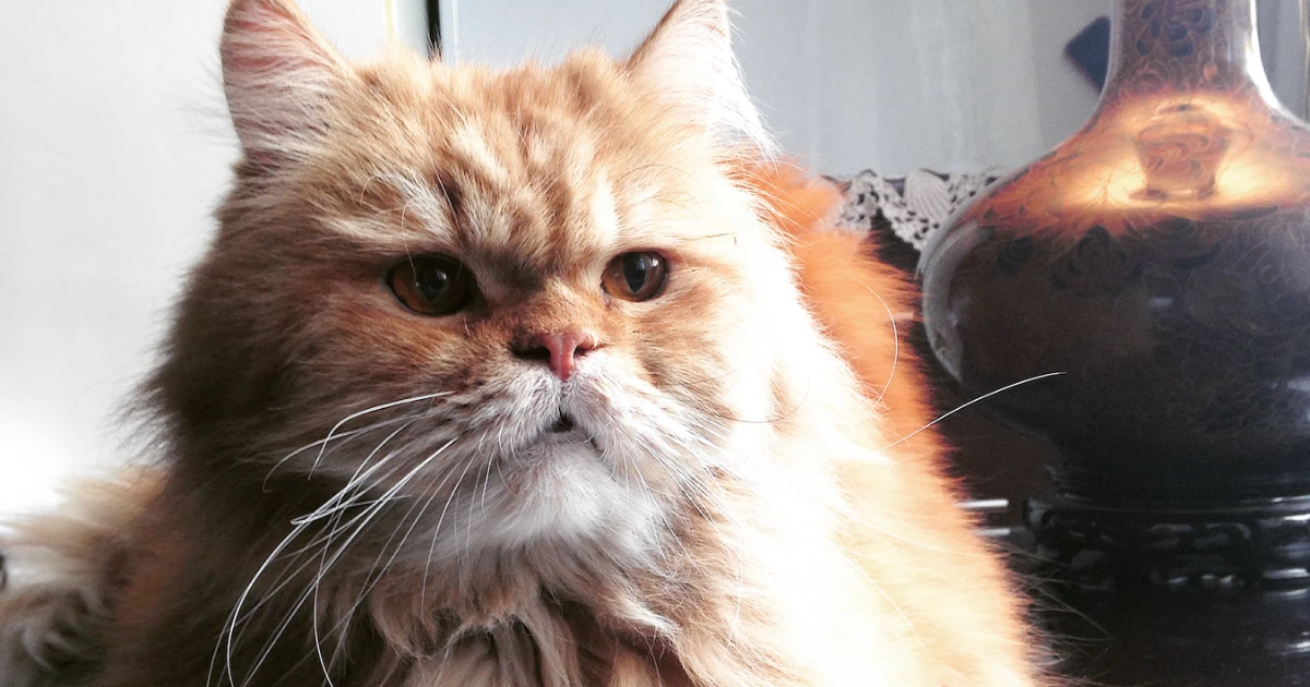 My First Rescue Cat: The Persian Lie & the Garbage Bin Survivor