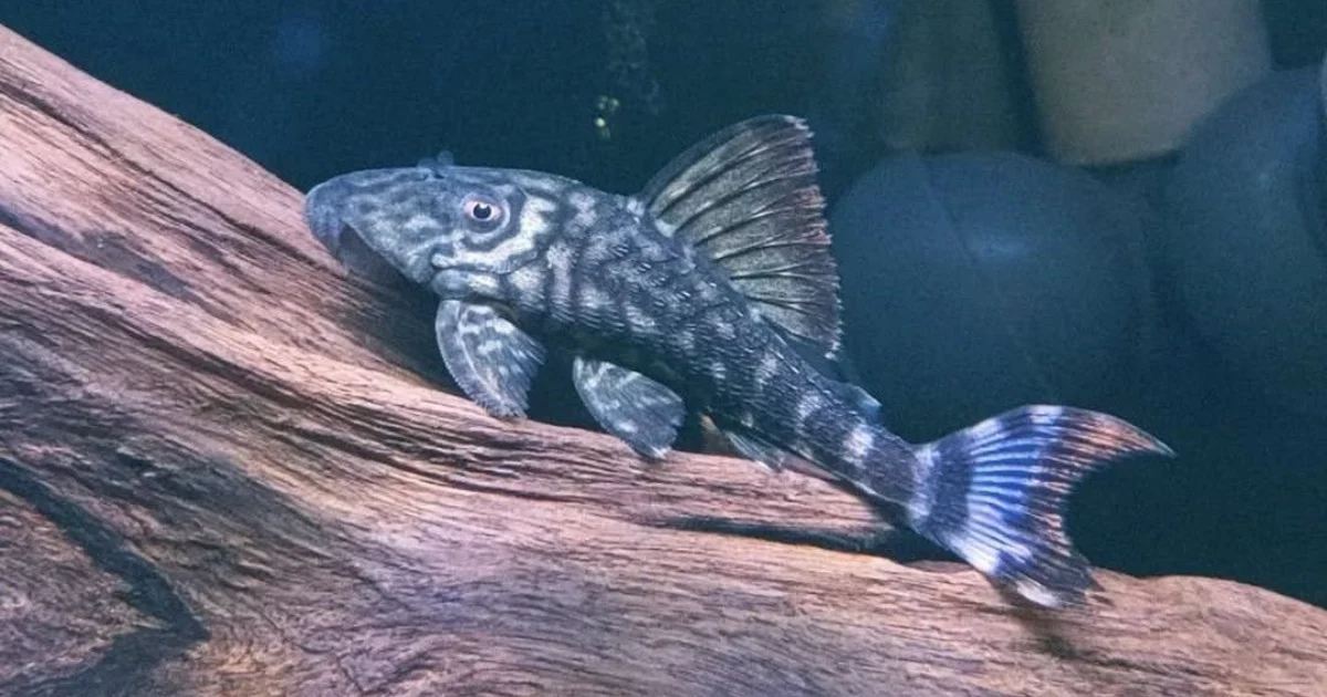 Panaque schaeferi Care: A Complete Guide to the L203 Pleco