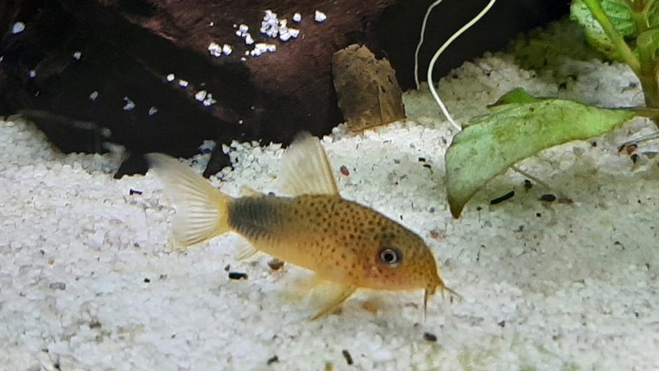 Smudge Spot Corys: The Ultimate Guide the to Corydoras similis