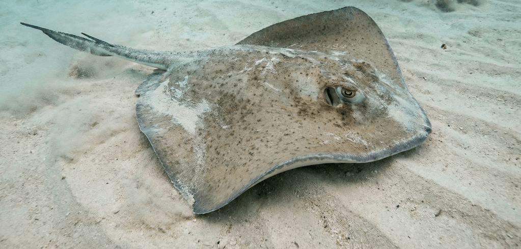 Stingrays