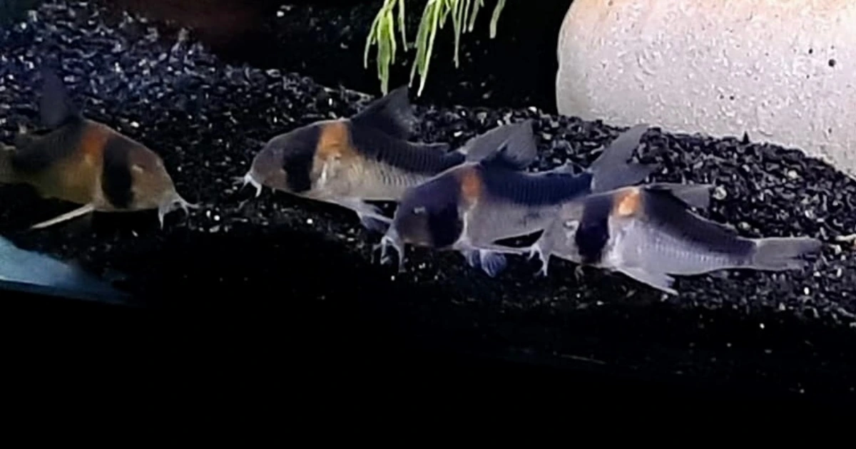 Adolfo’s Corys Guide: Setup, Diet, and Breeding Tips