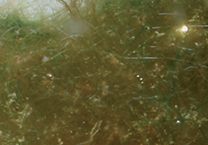 Dense Hair Algae Growth in an Aquarium