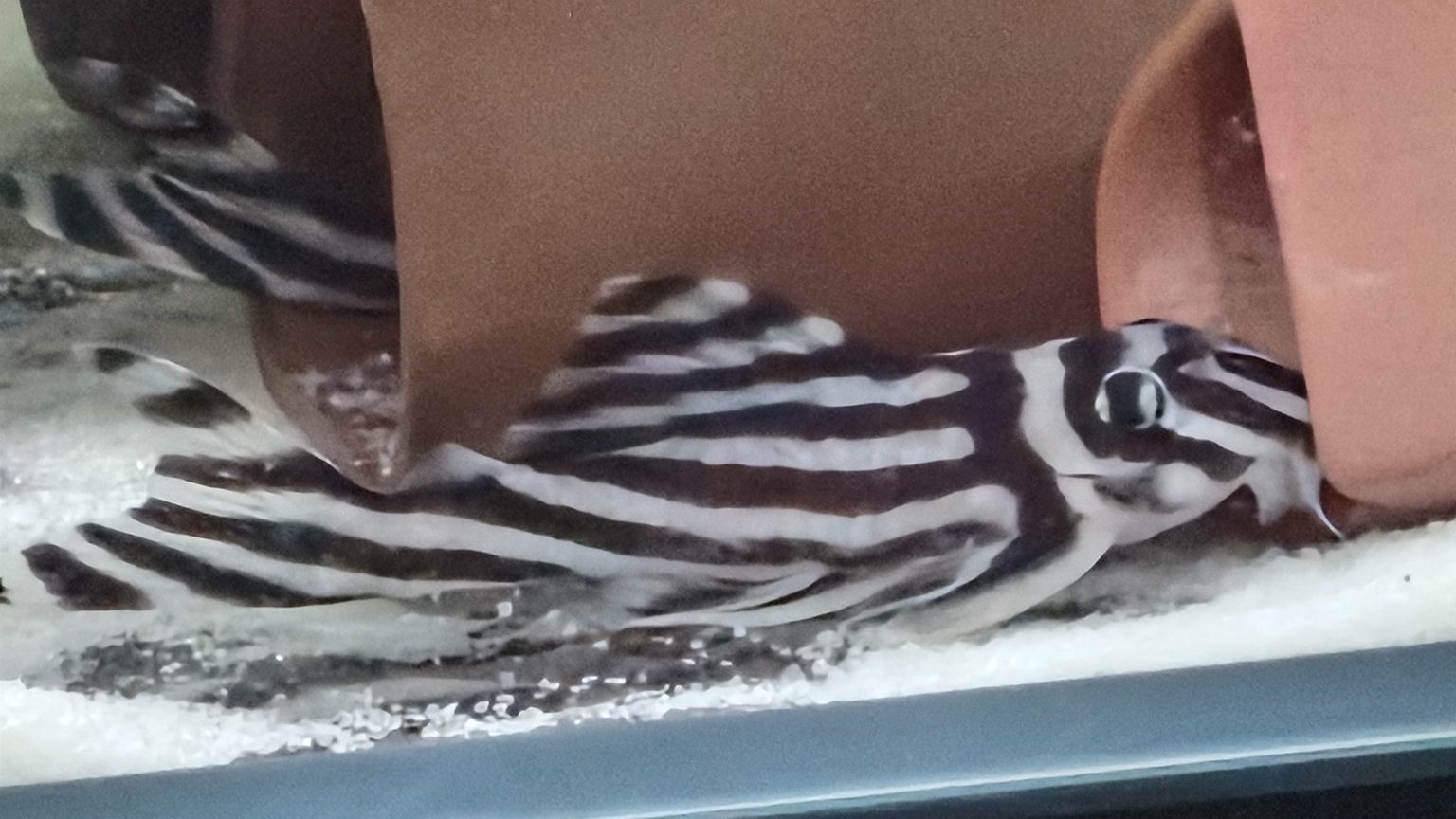 Zebra Pleco (L046): A Complete Expert Care and Breeding Guide