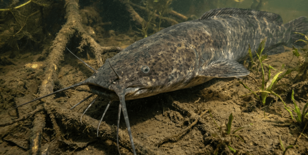 Sharp-toothed Catfish (Clarias gariepinus)