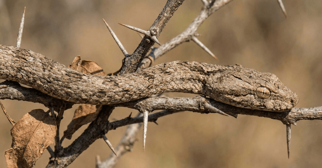 Twig Snake (Thelotornis capensis)
