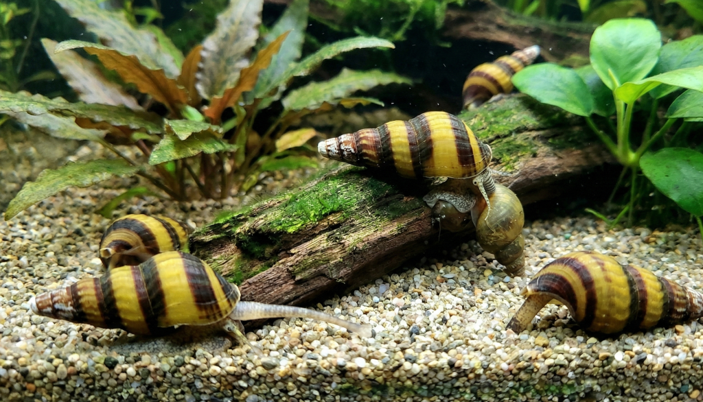 Clea helena - assassin snails