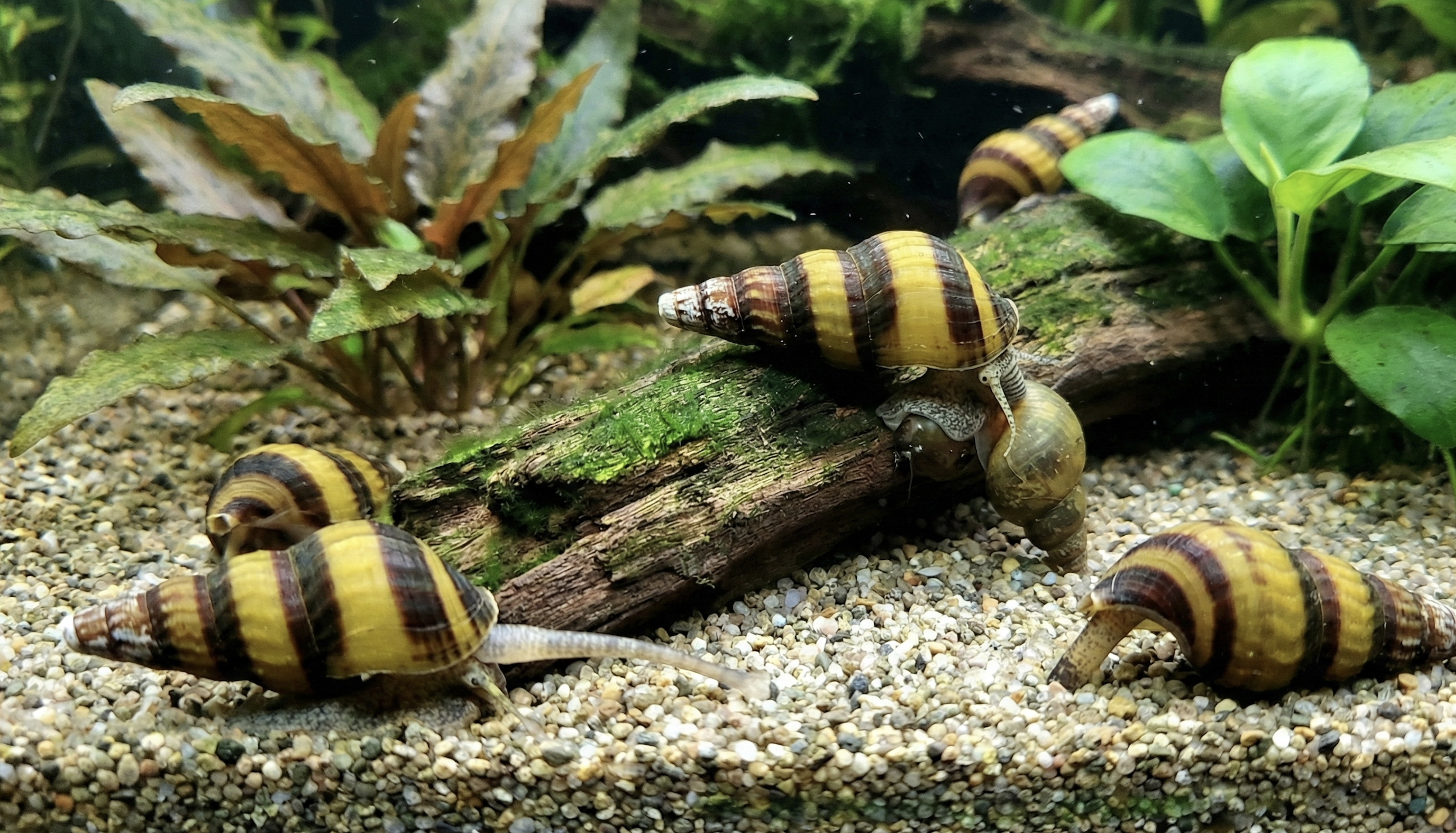 Aquatic Snails: Types, Care, and Benefits for Your Tank