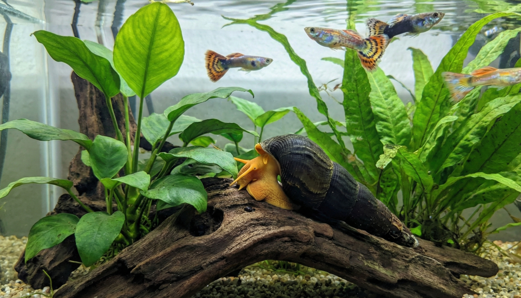 rabbit snail