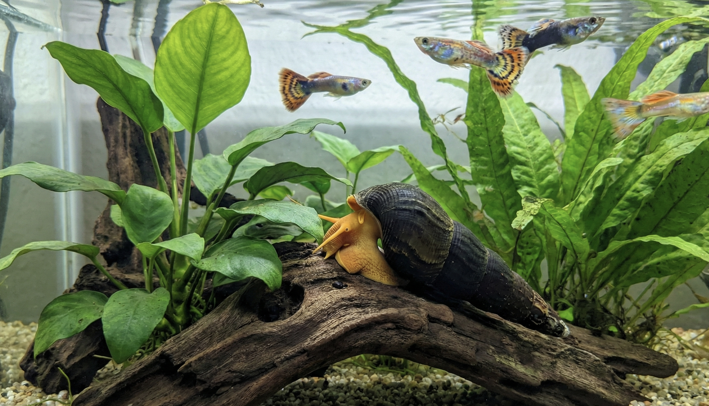 Rabbit Snails Care Guide: Tank Setup, Diet, and Lifespan