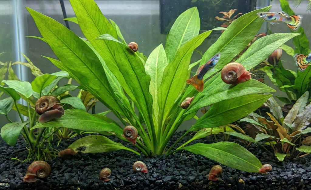 ramshorn snails