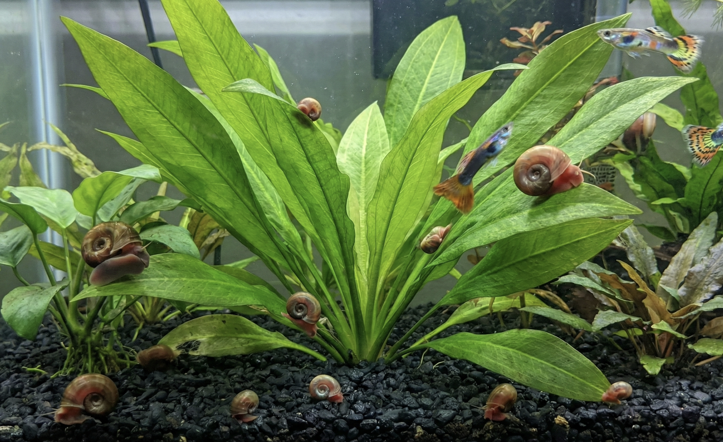 Ramshorn Snails Care Guide: Varieties, Population Control, and Feeding Habits