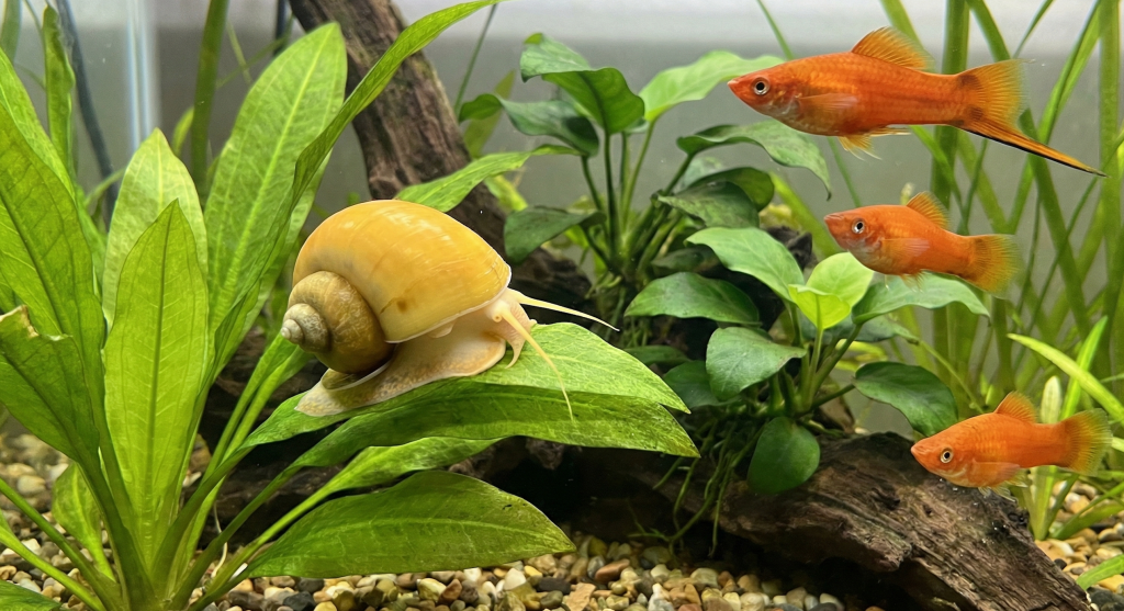 القواقع apple and mystery snails