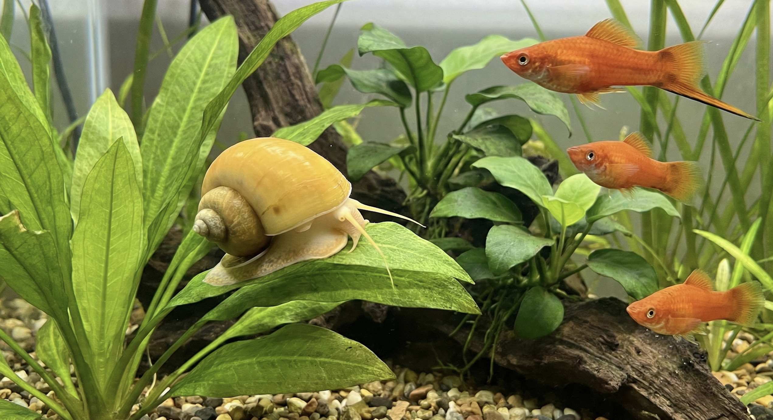 Mystery Snails Care Guide: Tank Setup, Water Chemistry, and Diet