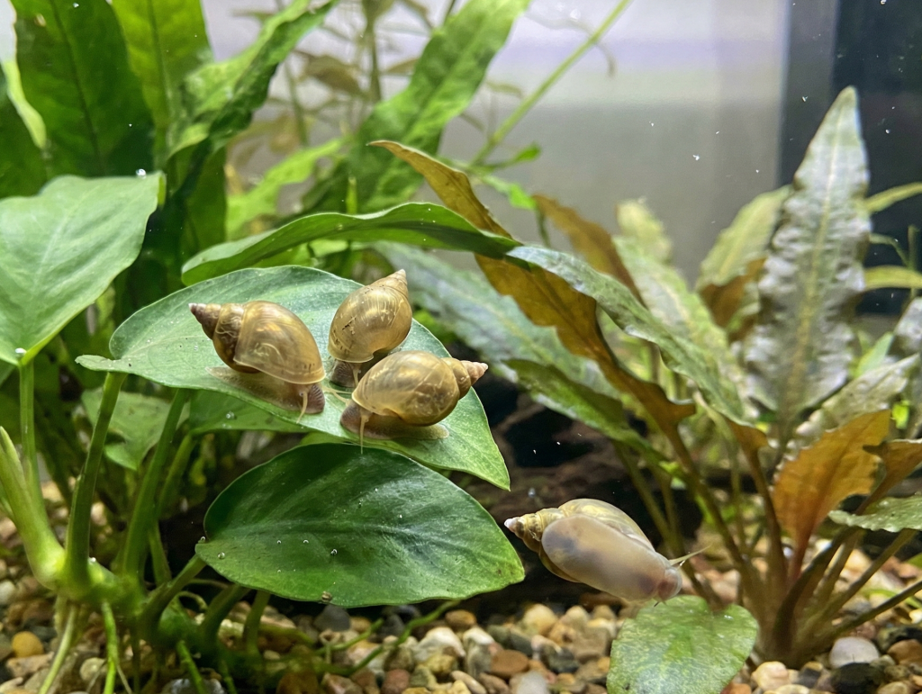 القواقع bladder snails