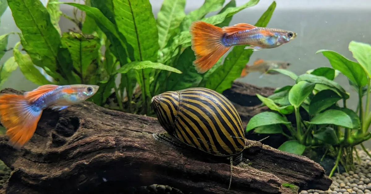 Zebra Nerite Guide: Water Parameters, Diet, and Lifespan