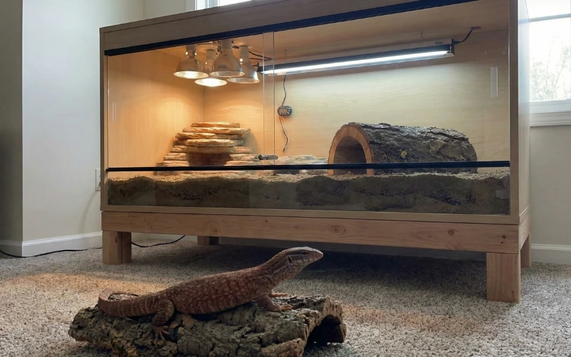 Ackie Monitor (Varanus acanthurus)