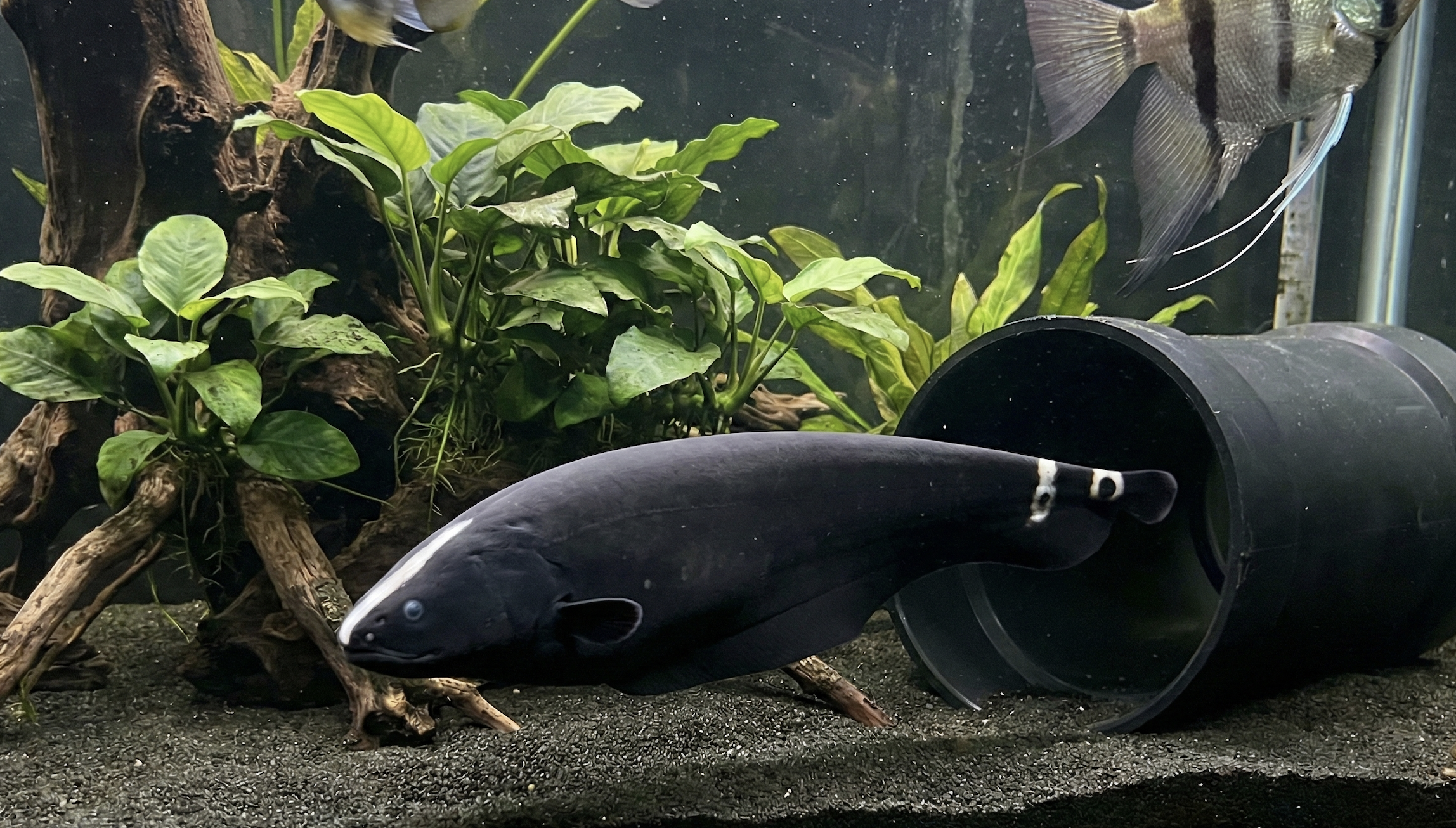 Black Ghost Knife Care Guide: Tank Size, Diet, and Parameters