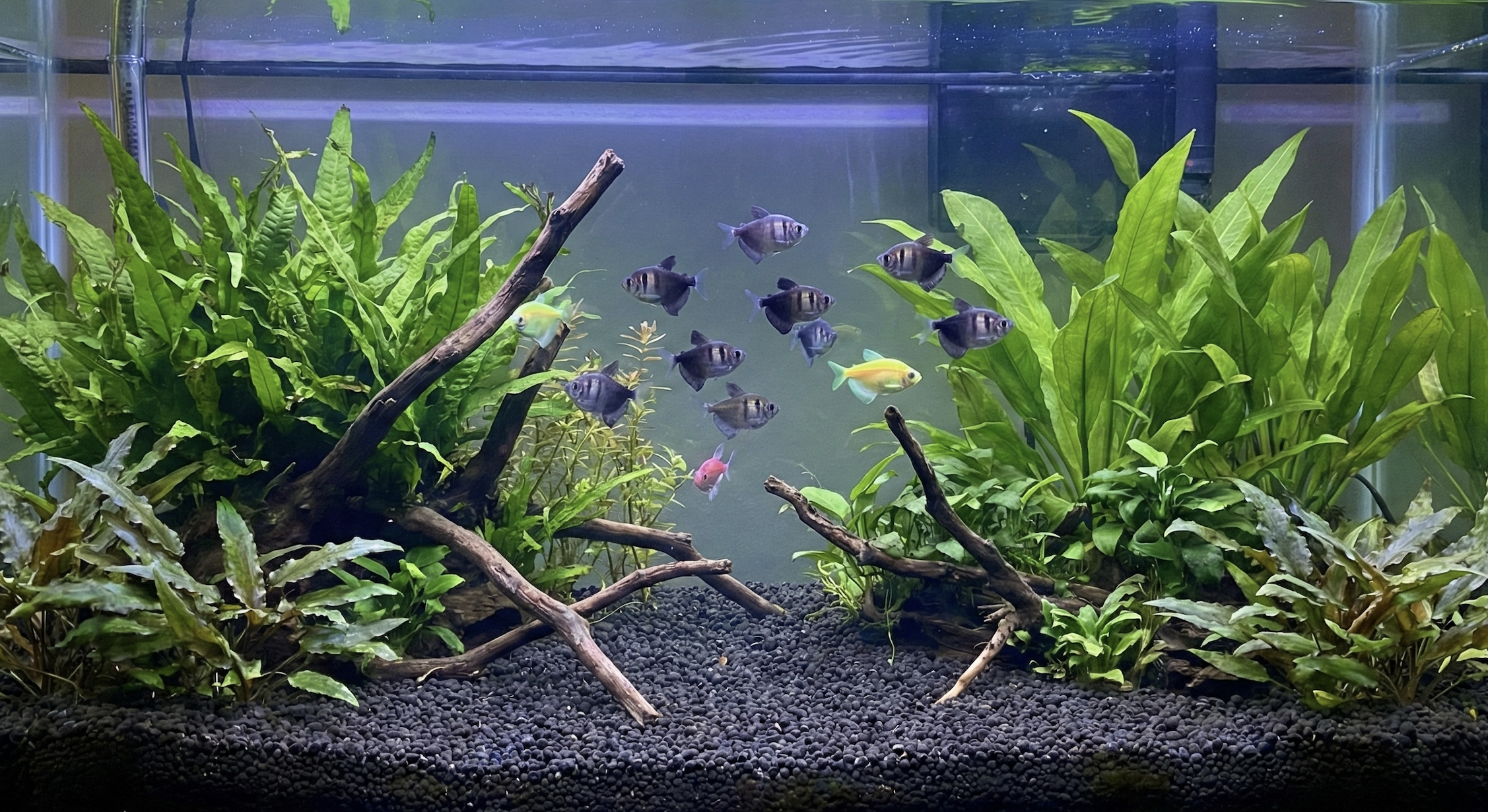 Black Skirt Tetra Care: Tank Size, Schooling, and Temperament