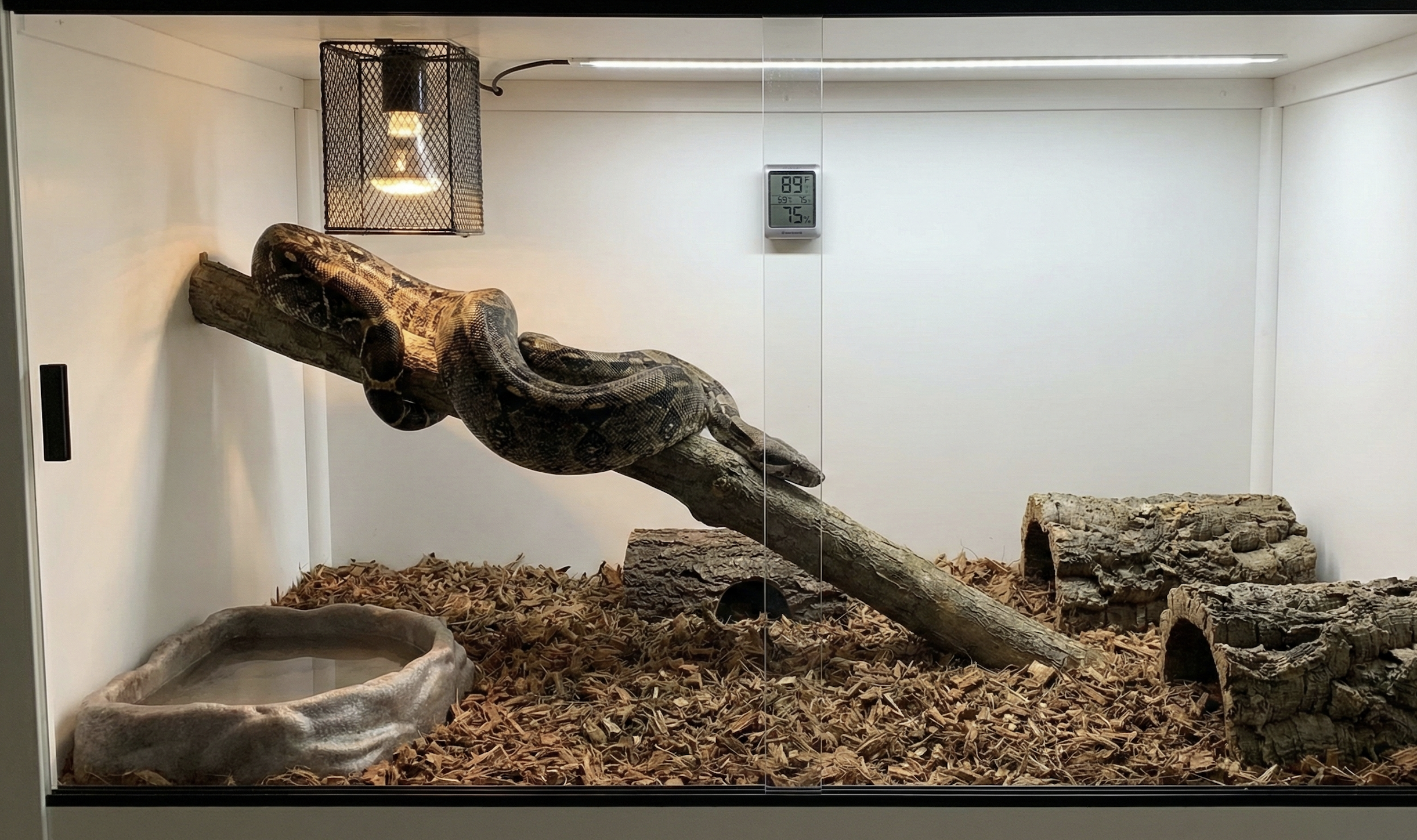 Boa Constrictor Care Guide: Success with the Majestic Giant