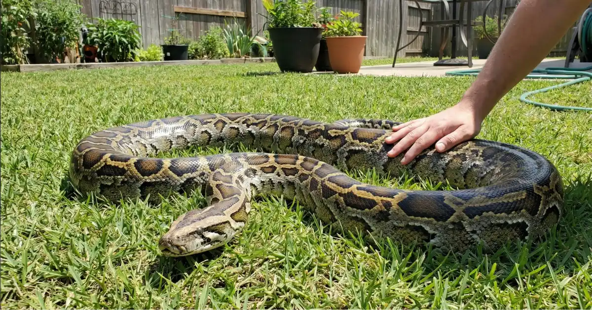 Burmese Python Care Guide: Success with a Giant Predator