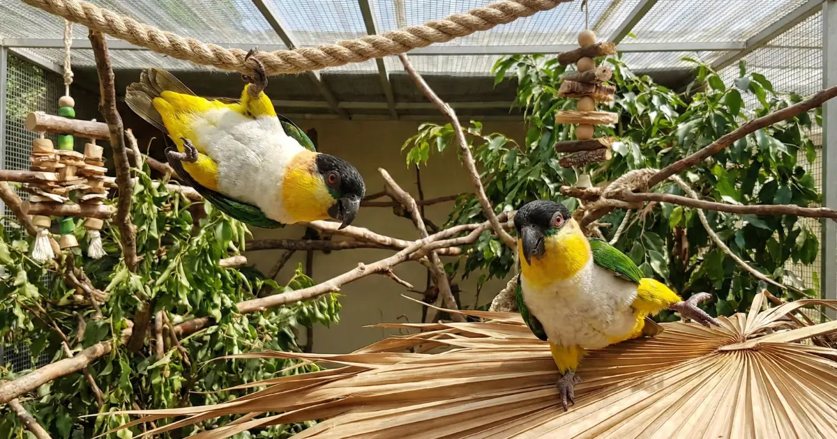 Caiques: The Ultimate Guide to These High-Energy Birds