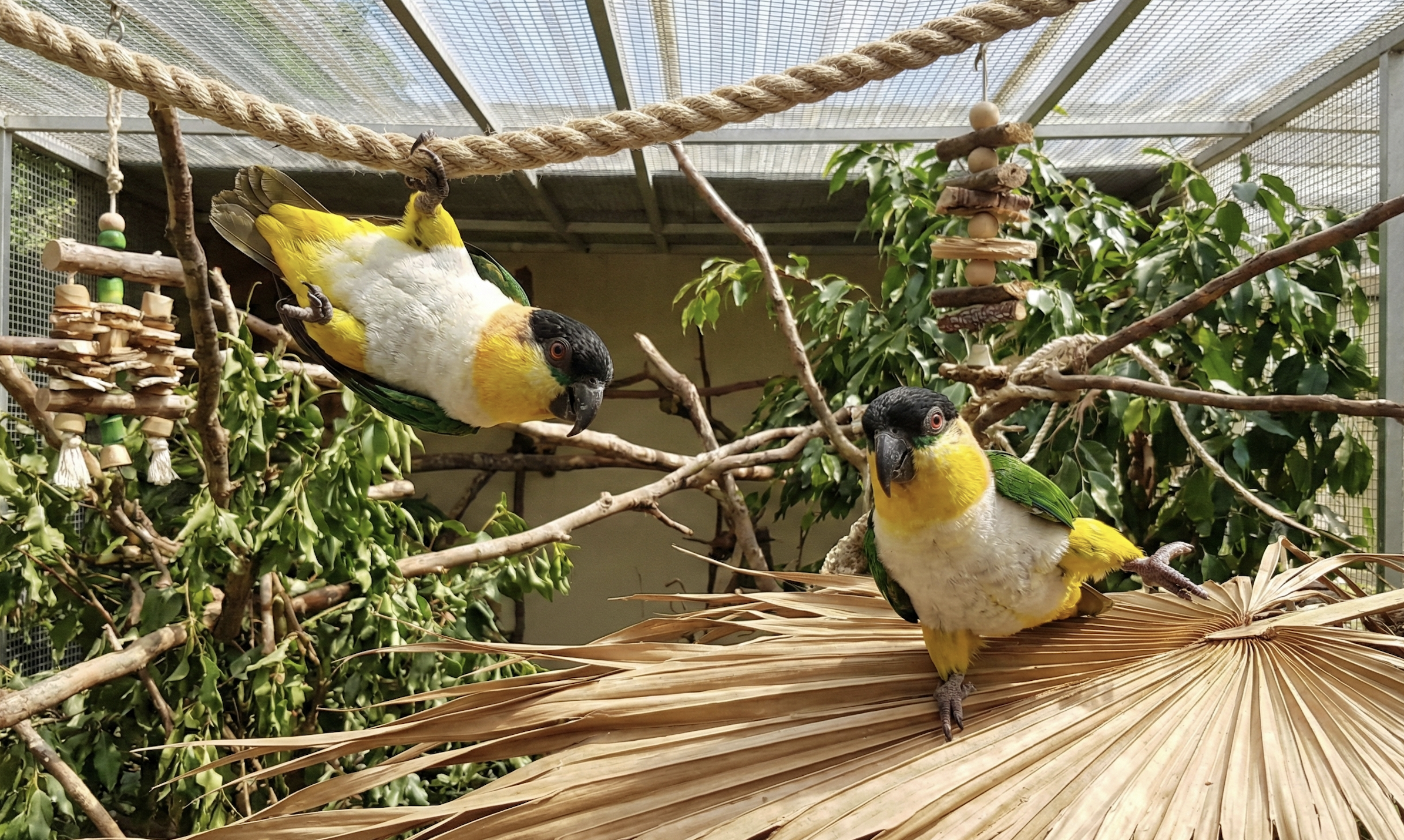 Caiques: The Ultimate Guide to These High-Energy Birds