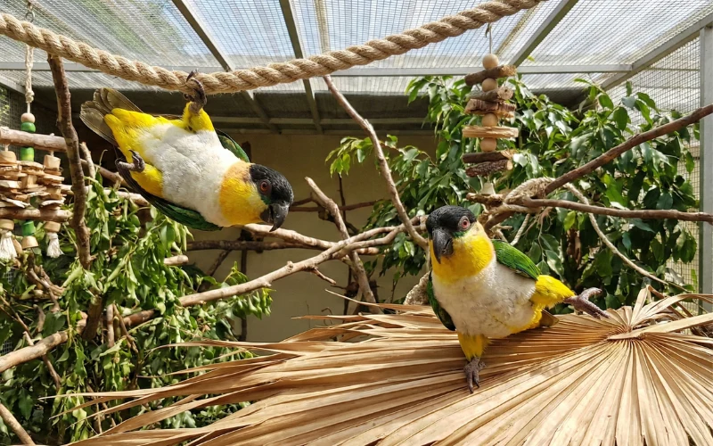 Caiques (Pionites)