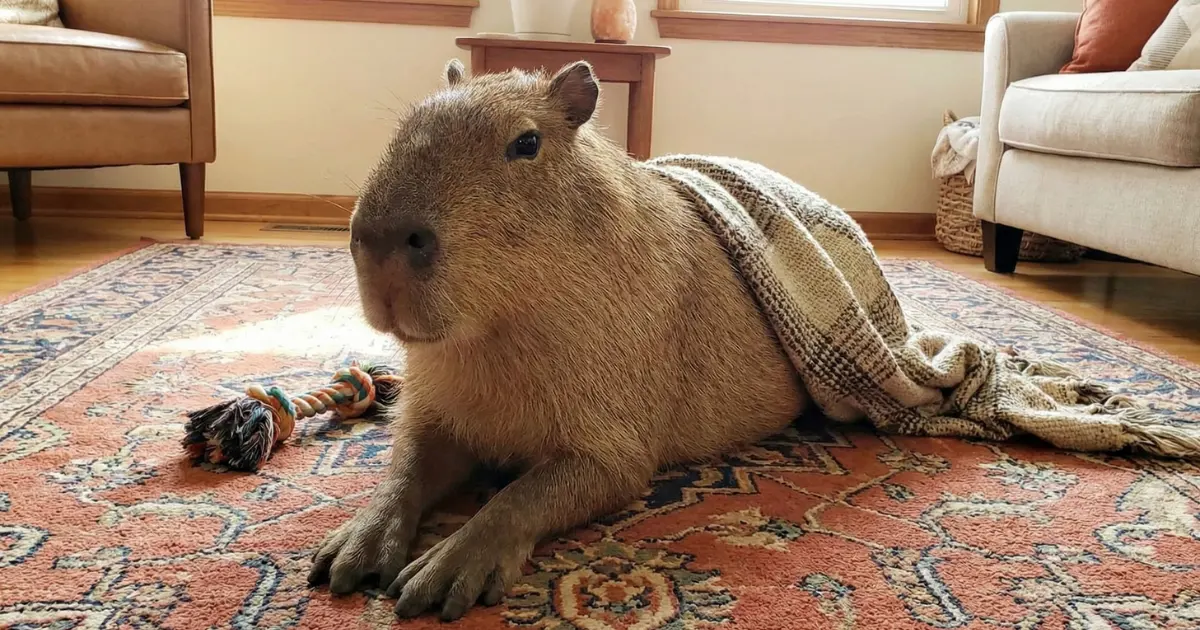 Capybaras Care: Guide to Habitat, Diet, and Behavior