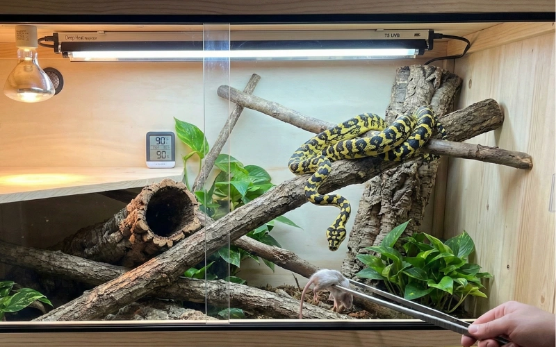 Carpet Python (Morelia spilota)