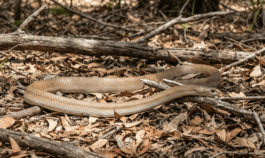 Coastal Taipan (Oxyuranus scutellatus)