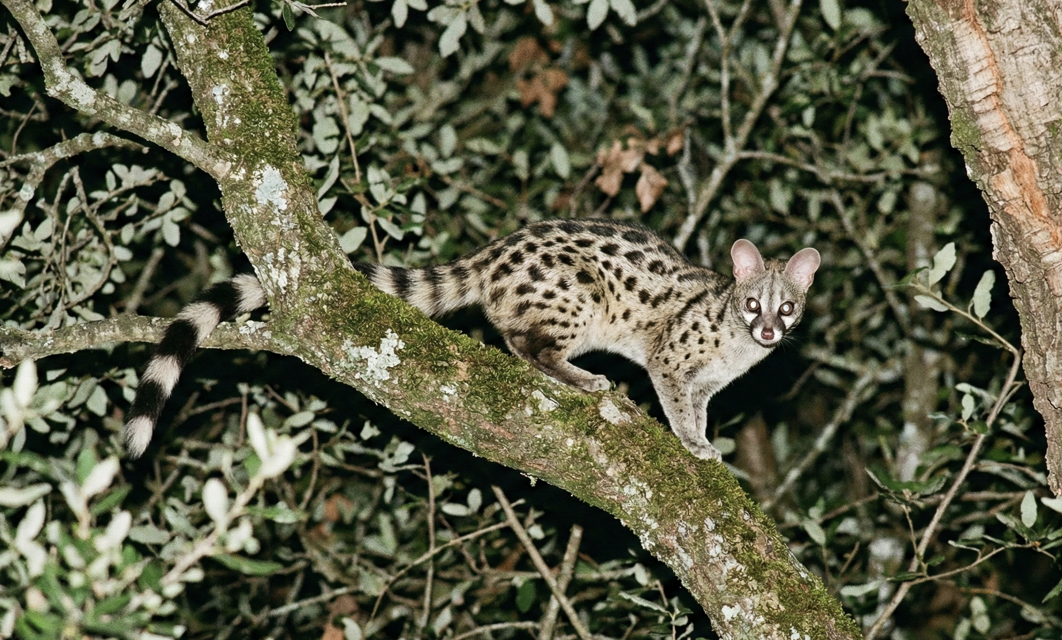 Genet Care: Guide to Enclosures, Diet, and Vet Care