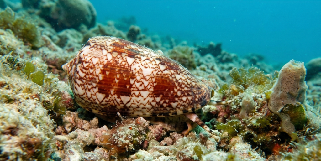 Cone Snail  (Conusspp.)