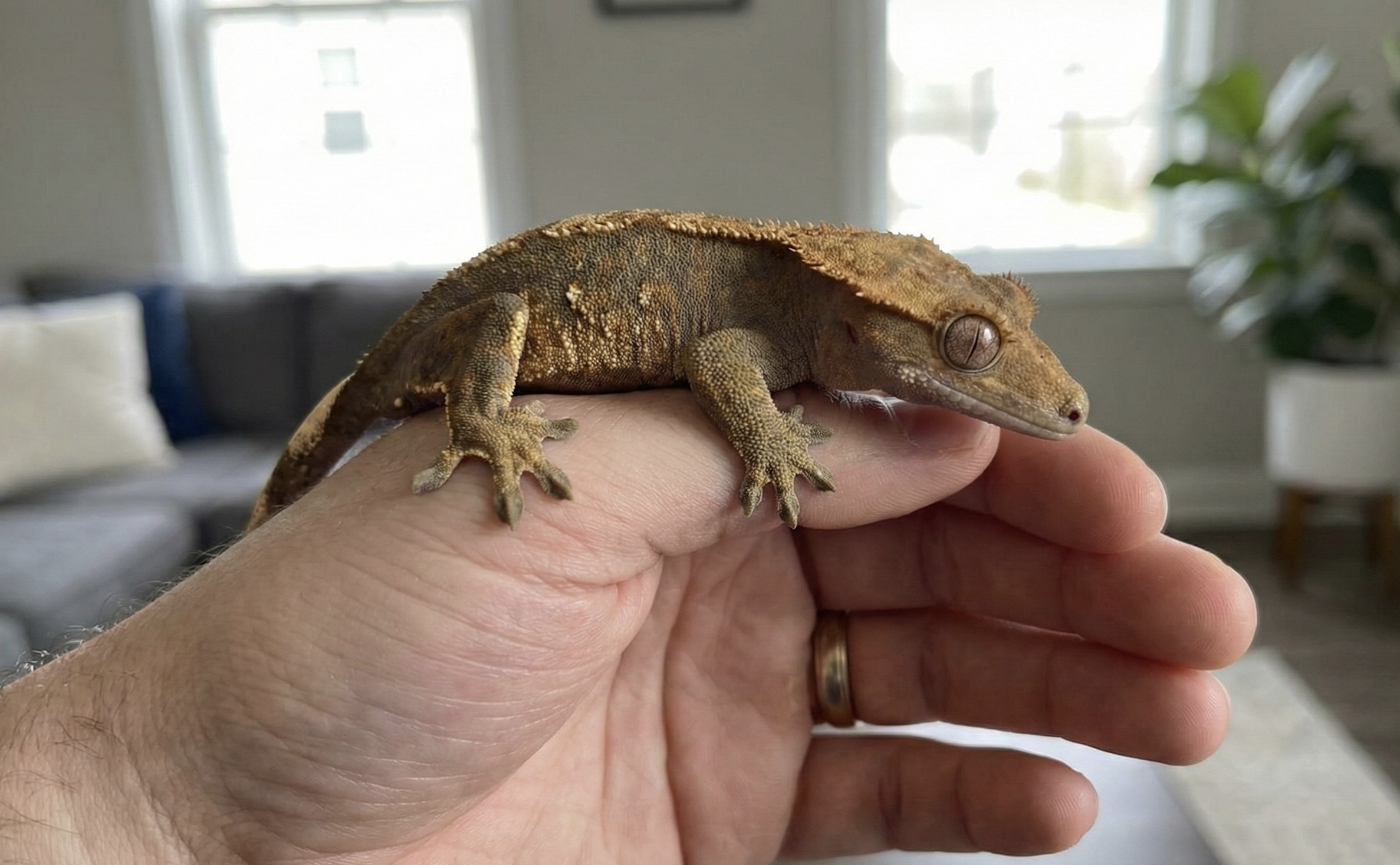 Crested Gecko: The Ultimate Beginner’s Care Guide